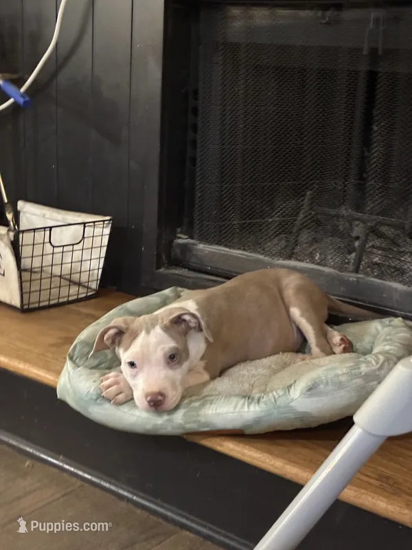 Male XL Bully x Standard American Pit  – American Bully, American Pit Bull Terrier puppy for sale in Dallas, GA