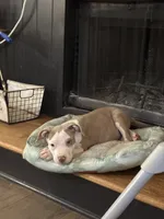 Male XL Bully x Standard American Pit , a male American Bully and American Pit Bull Terrier for sale in Dallas, GA – 1 of 7