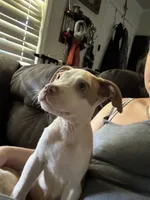 Male XL Bully x Standard American Pit , a male American Bully and American Pit Bull Terrier for sale in Dallas, GA – 5 of 7