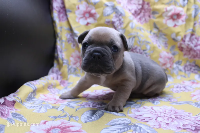 Pat – French Bulldog puppy for sale in Weaubleau, MO