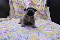 Pat, a male French Bulldog for sale in Weaubleau, MO – 3 of 8
