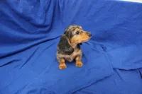Sami, a male Miniature Dachshund for sale in Weaubleau, MO – 8 of 10