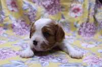Wynee, a female Cavalier King Charles Spaniel for sale in Weaubleau, MO – 2 of 4
