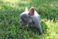 Niles, a male French Bulldog for sale in Weaubleau, MO – 6 of 10
