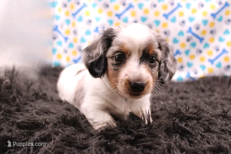 Rhea – Miniature Dachshund puppy for sale in Weaubleau, MO