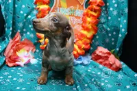 Sepp, a male Miniature Dachshund for sale in Weaubleau, MO – 4 of 9