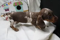 Pixie, a female Miniature Dachshund for sale in Weaubleau, MO – 5 of 9