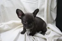 Carmela, a female French Bulldog for sale in Weaubleau, MO – 6 of 10