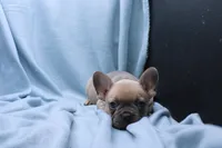 Pat, a male French Bulldog for sale in Weaubleau, MO – 9 of 10
