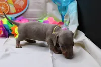 Polly, a female Miniature Dachshund for sale in Weaubleau, MO – 8 of 10