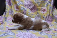 Wynee, a female Cavalier King Charles Spaniel for sale in Weaubleau, MO – 3 of 4