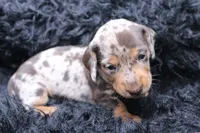 Quigley, a male Miniature Dachshund for sale in Weaubleau, MO – 2 of 4