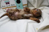 Khloe, a female Miniature Dachshund for sale in Weaubleau, MO – 1 of 10