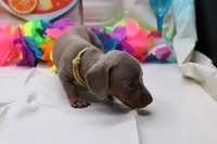 Polly, a female Miniature Dachshund for sale in Weaubleau, MO – 7 of 10