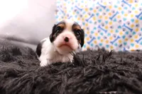 Teagan, a female Cavalier King Charles Spaniel for sale in Weaubleau, MO – 9 of 9