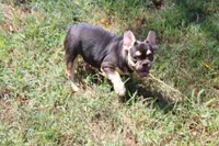 Nathe, a male French Bulldog for sale in Weaubleau, MO – 8 of 10