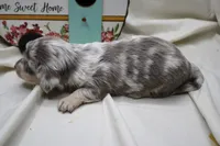 Skipper, a male Miniature Dachshund for sale in Weaubleau, MO – 5 of 10