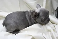 Cedric, a male French Bulldog for sale in Weaubleau, MO – 6 of 9