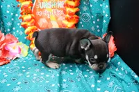 Neely, a male French Bulldog for sale in Weaubleau, MO – 5 of 8