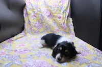 Syed, a male Miniature Dachshund for sale in Weaubleau, MO – 7 of 10