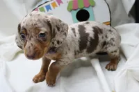 Kiari, a female Miniature Dachshund for sale in Weaubleau, MO – 2 of 10
