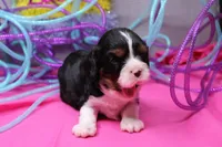 Theo, a male Cavalier King Charles Spaniel for sale in Weaubleau, MO – Photo 6 of 8