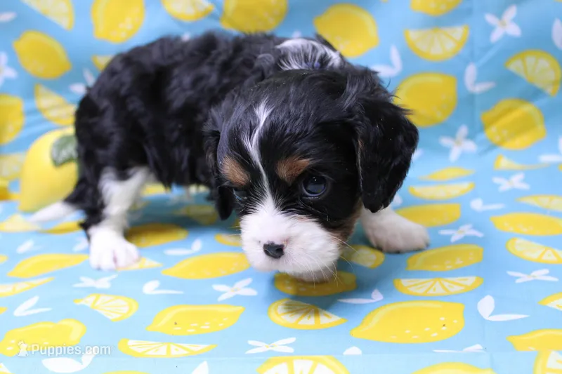 Theo – Cavalier King Charles Spaniel puppy for sale in Weaubleau, MO