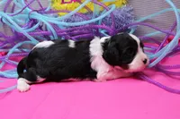 Tobin, a male Cavalier King Charles Spaniel for sale in Weaubleau, MO – Photo 6 of 9