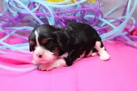 Theo, a male Cavalier King Charles Spaniel for sale in Weaubleau, MO – Photo 2 of 8