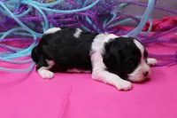 Tobin, a male Cavalier King Charles Spaniel for sale in Weaubleau, MO – Photo 9 of 9