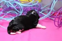 Theo, a male Cavalier King Charles Spaniel for sale in Weaubleau, MO – Photo 7 of 8