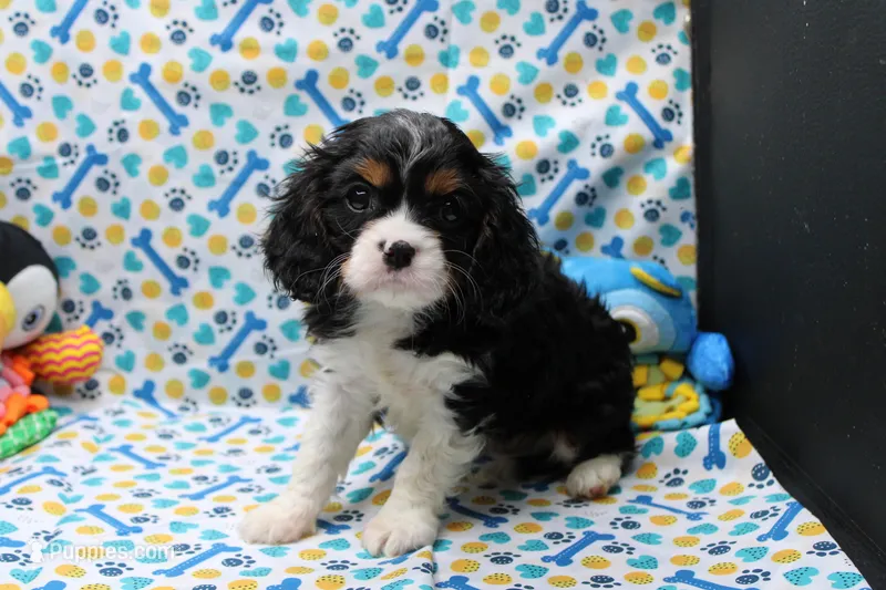 Theo – Cavalier King Charles Spaniel puppy for sale in Weaubleau, MO