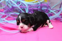 Theo, a male Cavalier King Charles Spaniel for sale in Weaubleau, MO – Photo 8 of 8