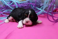 Theo, a male Cavalier King Charles Spaniel for sale in Weaubleau, MO – Photo 3 of 8