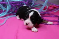 Tobin, a male Cavalier King Charles Spaniel for sale in Weaubleau, MO – Photo 8 of 9