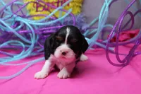 Theo, a male Cavalier King Charles Spaniel for sale in Weaubleau, MO – Photo 4 of 8