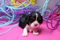 Theo, a male Cavalier King Charles Spaniel for sale in Weaubleau, MO – Photo 5 of 8