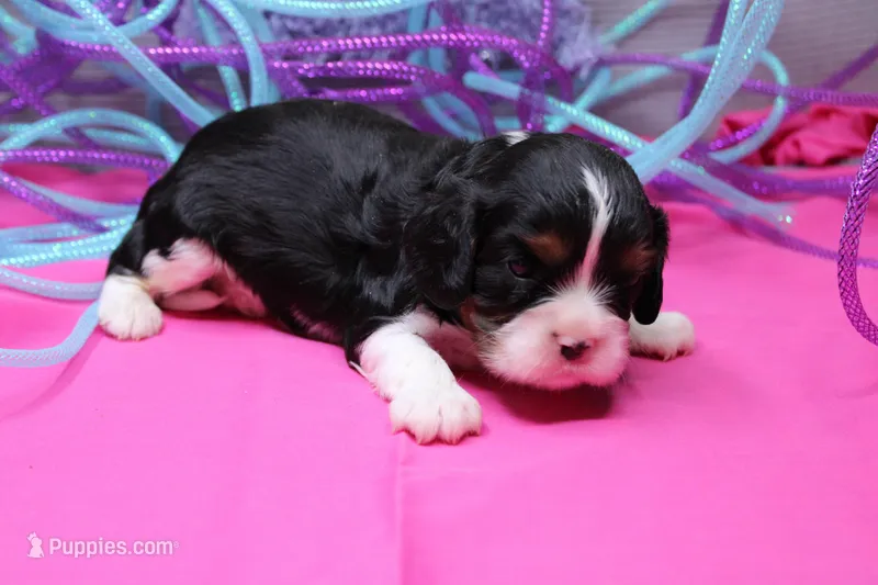 Theo – Cavalier King Charles Spaniel puppy for sale in Weaubleau, MO