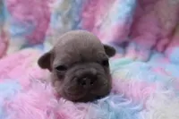 Peyton, a male French Bulldog for sale in Weaubleau, MO – 9 of 10