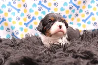 Tucker, a male Cavalier King Charles Spaniel for sale in Weaubleau, MO – 6 of 8