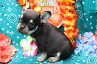 Neely, a male French Bulldog for sale in Weaubleau, MO – 8 of 8