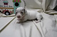 Sirena, a female Miniature Dachshund for sale in Weaubleau, MO – 1 of 10