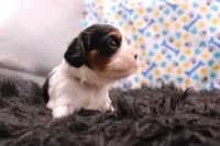 Teagan, a female Cavalier King Charles Spaniel for sale in Weaubleau, MO – 7 of 9