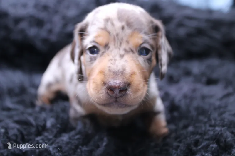 Quigley – Miniature Dachshund puppy for sale in Weaubleau, MO