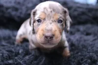 Quigley, a male Miniature Dachshund for sale in Weaubleau, MO – 1 of 4