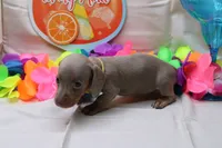 Polly, a female Miniature Dachshund for sale in Weaubleau, MO – 10 of 10