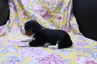 Winnie, a female Cavalier King Charles Spaniel for sale in Weaubleau, MO – 2 of 3