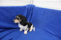 Syed, a male Miniature Dachshund for sale in Weaubleau, MO – 10 of 10