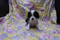 Wylda, a female Cavalier King Charles Spaniel for sale in Weaubleau, MO – 1 of 2