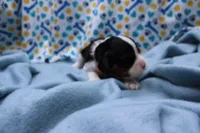 Tinsley, a female Cavalier King Charles Spaniel for sale in Weaubleau, MO – 2 of 9